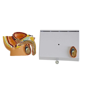 Modelo Anatómico del Sistema Reproductor Masculino de GREEN Medical Science, Anatomía del Sistema Urinario, Pelvis Sagital, Testículos y Próstata - Product Image 4