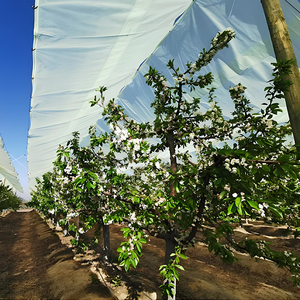 Film UV personnalisable et résistant aux acides pour la protection des vignes et des raisins de table - Product Image 1