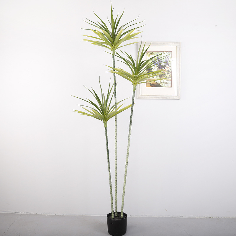 1.8-meter 3-pole agave