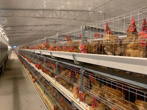 Cage automatique pour poulets de chair de type H <span class=keywords><strong>Cages</strong></span> pour poulets de chair <span class=keywords><strong>Cages</strong></span> en batterie Viande de reproduction Poulet de chair pour volaille Poulet - Product Image 2