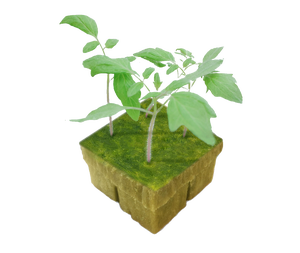 Khay trồng thủy canh UPuper, nhà sản xuất đá khoáng, cây trồng trong nhà, hạt giống, khối trồng bằng đá khoáng - Product Image 5