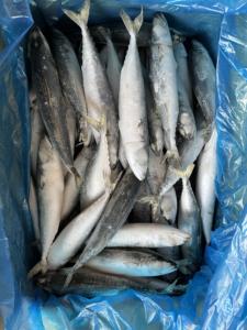 Maquereau du Pacifique surgelé durable, maquereau surgelé en gros, surgelé 150-250g pour les importateurs d'appâts <span class=keywords><strong>de</strong></span> pêche en Afrique - Product Image 5