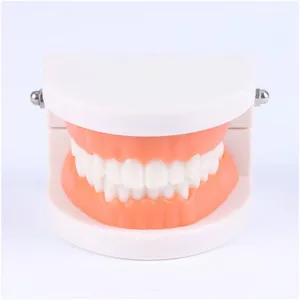 Modelo oral de prática de modelo dentes pequenos, modelo de escovação de dentes ensino