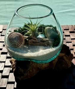 Ensemble de récipients en verre de terrarium de bureau soufflés à la main <span class=keywords><strong>pour</strong></span> plantes d'air <span class=keywords><strong>pour</strong></span> la maison et le jardin. - Product Image 6