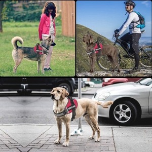 Harnais réfléchissant pour chien, gilet réglable avec sangle de poitrine et porte-étiquette d'identification pour la promenade en extérieur - Product Image 6