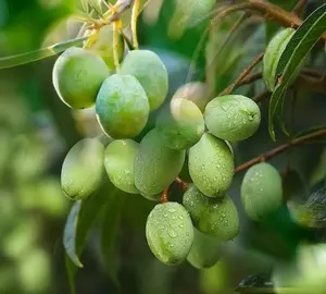 El fabricante chino produce Extracto de planta natural puro para el cuidado del cabello aceite de oliva virgen prensado en frío para el cuidado de la piel