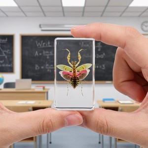 Spécimen de résine encrée d'insectes et d'animaux réels (scarabée, <span class=keywords><strong>papillon</strong></span>, crabe, étoile de mer) pour collection - Product Image 6