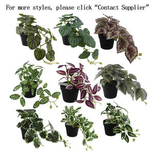 <span class=keywords><strong>Sen</strong></span> Masine realista 30cm pequeña vegetación Artificial hojas falsas <span class=keywords><strong>planta</strong></span> de dinero de imitación para el hogar Mesa de Oficina Decoración colgante interior - Product Image 5