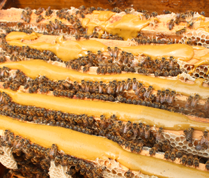 養蜂家とその毛皮のような友人のための20KG高タンパク質ビーパティバルクフィード花粉代替品 - Product Image 5