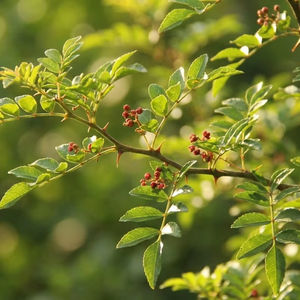 TW Zanthoxylum Piperitum PDRN 1000ppm, Materia Prima Cosmética Derivada de Hierbas Botánicas, Ingrediente Activo Polinucleótido - Product Image 2