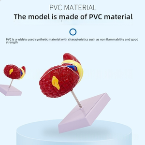 Modèle de foie en plastique PVC coloré Caractéristiques pathologiques cliniques communes Aide à la communication pour les médecins en hépatologie Gastroentérologie - Product Image 2