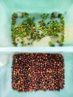 Wenyao Intelligente Bandensorteermachine Hoge Efficiëntie Optische Sorteermachine Leverancier Koffiekersen Koffiebonen Kleur Sorteermachine