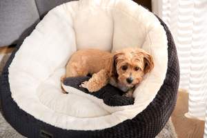 Cama para Perro con Patrón de Cuadros al por Mayor Cómoda y Cálida en Beige y Negro con Cojín Decorativo - Product Image 4