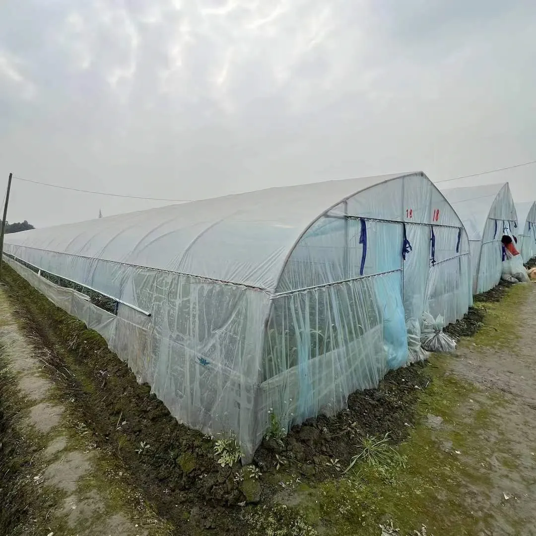 Super Arch Gutter Connect Greenhouse Low Cost Single Span Film Greenhouse For Strawberry And Tomato