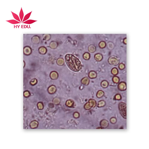 Best-seller Lames préparées Kyst of <span class=keywords><strong>Giardia</strong></span> lamblia W.M de haute qualité - Product Image 4