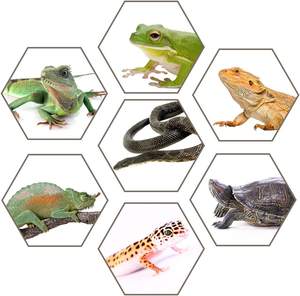 Caja de cría de serpientes transparente portátil Faunarium Critter <span class=keywords><strong>Keeper</strong></span> para dragón barbudo lagarto araña rana - Product Image 6