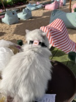 Traceur GPS pour animaux de compagnie - Suivi de localisation en temps réel, IP67, longue durée de vie de la batterie (>20 heures), alertes de zone sécurisée pour chiens et chats, compatible iOS