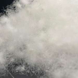 Oreiller, fauteuil roulant, veste, couette, sac de couchage, couette en duvet de haute qualité, 95% de duvet d'oie lavé, 800 puissance de gonflage, pour usage vestimentaire, en vrac - Product Image 6