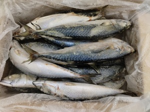 X1276 Pacific Cavala Peixe Scomber Japonicus Tamanho Grande Fabricante Peixe <span class=keywords><strong>Saba</strong></span> 15-20pcs Frozen Pacific Cavala 500-700g - Product Image 5