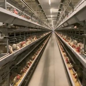 Jaula de cría de pollos de acero tipo H nueva y usada para jaulas de animales de <span class=keywords><strong>pollitos</strong></span> de 1 día para uso en granjas avícolas - Product Image 5