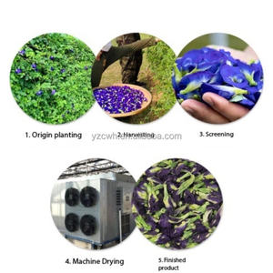 Té Floral Orgánico, Té a Granel Té de Flor de Guisante Azul Natural de Alta Calidad, Té Floreciente, Bolsitas de Té Floreciente en Empaque - Product Image 6