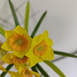 Plante artificielle en pot de narcisse jaune à 3 têtes en caoutchouc souple, pour décoration intérieure, salon, mariage, Dream Castle - Product Image 2
