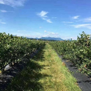 3X300 ft Tissu de paysage tissé Géotextile <span class=keywords><strong>sous</strong></span> gravier pour le contrôle de l'érosion Barrière contre les mauvaises herbes - Product Image 4