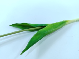 Tulipanes Artificiales de Alta Calidad, Realistas al Tacto, Hechos a Mano, para Decoración del Hogar y Bodas, Alta Realidad para Graduaciones - Product Image 4
