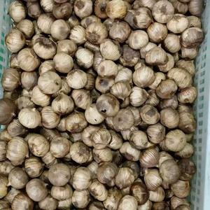 Aglio Nero Essiccato di Qualità Premium, Aglio Nero Intero per Grossisti e Importatori, Confezione Sfusa - Product Image 5