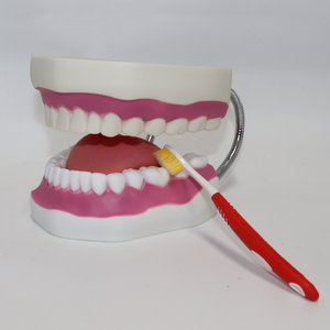 Modello Dentale OEM ODM con Mascella Articolata 32/28 Denti, Modello per Addestramento Odontoiatrico Piccolo e Grande con Spazzolino - Product Image 2