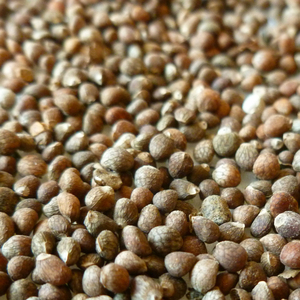 Fabricantes al por mayor Bulk Mint 1kg <span class=keywords><strong>extra</strong></span> Virgin Perilla Seed Oil - Product Image 3