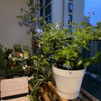 Pot Bunga PP Tapered dengan Alas Terintegrasi, Lubang Drainase, Finishing Matte, Ramah Lingkungan, Biodegradable, Untuk Penggunaan di Lantai, Berkebun, Rumah