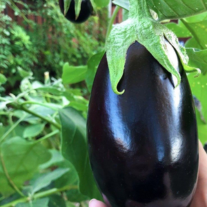 Graines de Aubergine Hybride F1 Black Beauty Pureté 99% Haute Germination Origine Pakistan - Product Image 5