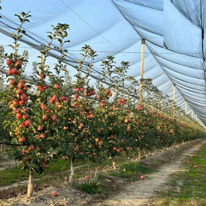 Sistema de Red Antigranizo para Manzanos, Red Protectora Duradera de Alta Resistencia para Huertos de Manzana, Protección de Cultivos Resistente a los Rayos UV - Product Image 2