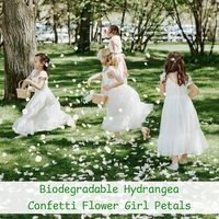 1500Pcs Kelopak Bunga Hydrangea Asli Diawetkan Warna Putih Gading Alami untuk Dekorasi Pernikahan, Lamaran, Pesta, dan DIY
