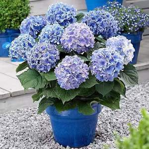 Plántulas de Hortensia, Variedad Endless Summer, Fáciles de Cultivar, <span class=keywords><strong>Plantas</strong></span> en Maceta de un Galón, Florescen en las Cuatro Estaciones, <span class=keywords><strong>Resistentes</strong></span> - Product Image 3