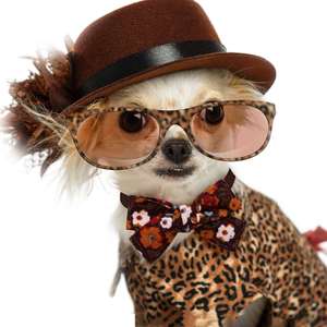 Collar de Perro de Algodón Suave con Elegante Lazo, Ajustable para Perros Pequeños y Medianos, Cómodo para Uso Diario, Collar Duradero para Mascotas - Product Image 5