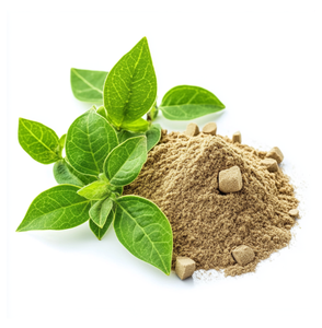 สารสกัดยิมเนมาแห้ง 75% โดย GV Powder ผงใบสมุนไพร สารสกัดจากพืชธรรมชาติ สำหรับผลิตภัณฑ์เสริมอาหาร - Product Image 2