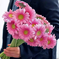 Gerbera Daisy Mini Bing Yu Grade A Grosir - Warna Pink untuk Buket, Langsung dari Produsen untuk Dekorasi Pernikahan, Rantai Dingin