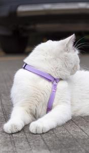 <b>Pink</b> Nylon cat <b>Harness</b> Adjustable Buckle Closure Small Breed Cute Style for Daily Use - Product Image 6