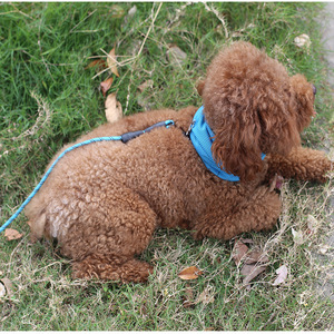 Pañuelo Refrigerante para Perros Jiemeirui, Talla SML, para Perros Pequeños y Medianos, Accesorio de Moda para Mascotas - Product Image 2