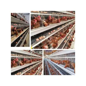 Durevole pollame attrezzature per l'allevamento di pollo strato gabbia un tipo di batteria gabbia per galline ovaiole sistema per la vendita