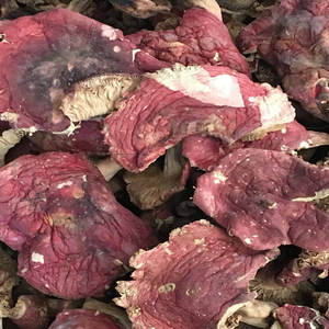 Approvisionnement en vrac de champignons Russula Sanguinaria entiers séchés sauvages de Chine - Product Image 5