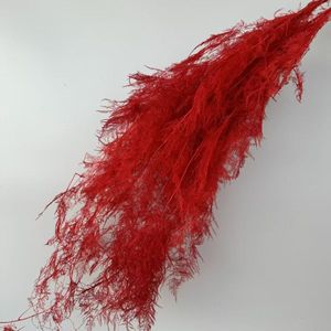 Yunnan Vente en gros Asperges conservées Fleurs de fougère pour la fête de mariage et décor de <span class=keywords><strong>maison</strong></span> Saint Valentin et Pâques Faveurs de mariage - Product Image 5