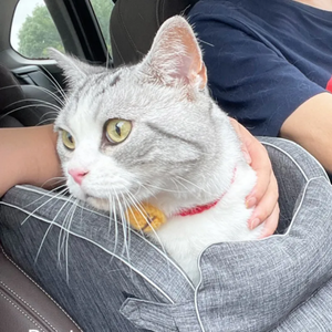 Yeni stil taşınabilir köpek ve kedi araba koltuğu taşıyıcı kulübesi merkezi kontrol emniyet evcil hayvan araba koltuğu kılıfı su geçirmez özelliği ile - Product Image 6