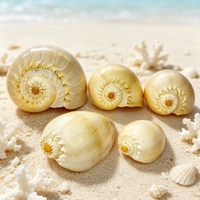 Coquille de Volute Dorée Naturelle, Coquille de Melo Broderipii, Décoration d'Aquarium, Spécimen Marin, Ornement Artisanal, Cadeau