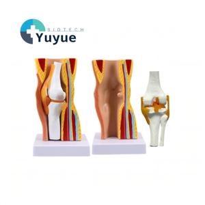 Modelo Anatómico Funcional <span class=keywords><strong>de</strong></span> <span class=keywords><strong>Rodilla</strong></span> Humana Desmontable con Estructura <span class=keywords><strong>de</strong></span> Piel, Músculos y Ligamentos <span class=keywords><strong>para</strong></span> Enseñanza Médica - Product Image 1