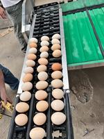5400 Stuks/h Eiersorteermachine Voor Het Verwerken En Verpakken Van Geavanceerde Eiersorteermachine/Eiersorteermachine