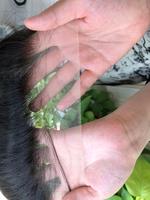 Perruques Courtes en Cheveux Humains Vierges Vietnamiens Naturels, Ondulés, avec Dentelle HD 13x4, Coupe Pixie, pour Femmes Noires