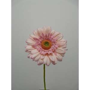 GERBERA SPRAY X1 63CM LL - Product Image 1